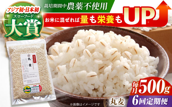 
                  【全6回定期便】栽培期間中農薬不使用 丸麦 500g ( 1等麦使用 ) 【葦農】[HAJ041] 麦 雑穀 雑穀米 麦ごはん 1等麦 特別栽培農産物 佐賀 食物繊維 500g ご飯 定期便
                