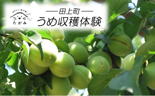 
[№5882-0286]うめ収穫体験
