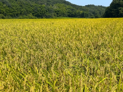 【令和5年度】鈴鹿山麓の銘水が育てた米、米どころ三重県産小山田地区「こしひかり」10kg