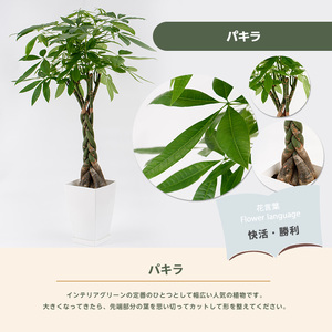 2026年6月頃～発送【観葉植物】パキラ 100cm～120cm Green Base IB003-002 観葉植物 ※北海道・沖縄・離島配送不可