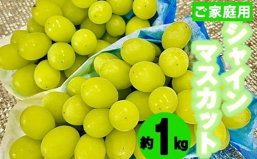 
            〈松尾農園〉シャインマスカット1kg(家庭用) [M758-3] 果物 果汁 ぶどう 高級 福岡 フルーツ 甘い マスカット 福岡県 宮若市 送料無料
          