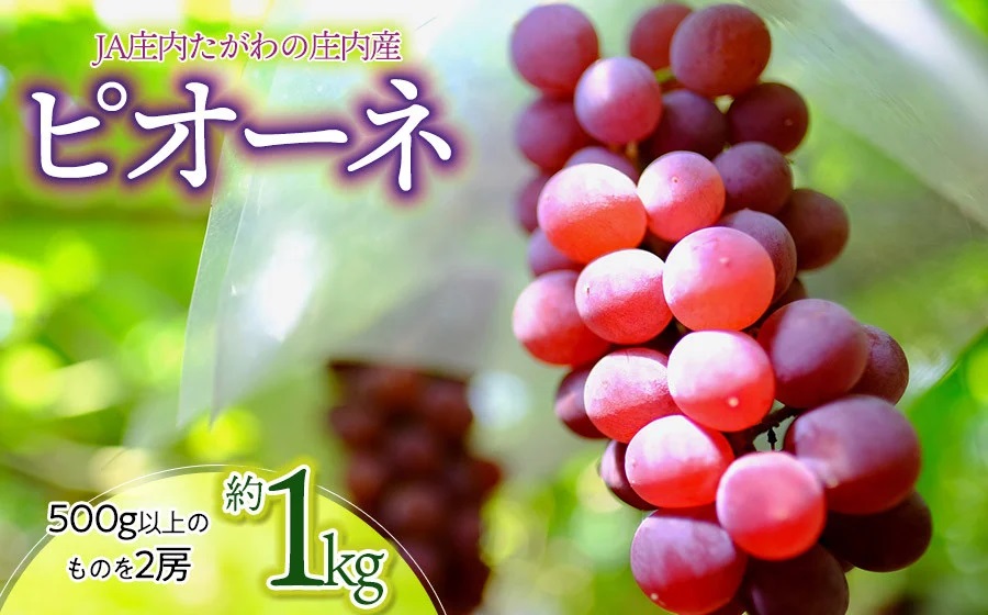【令和8年産先行予約】JA庄内たがわの庄内産ぶどう ピオーネ 約1kg　K-830