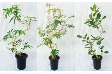 【観葉植物】 8号 プロが選ぶ曲り観葉植物