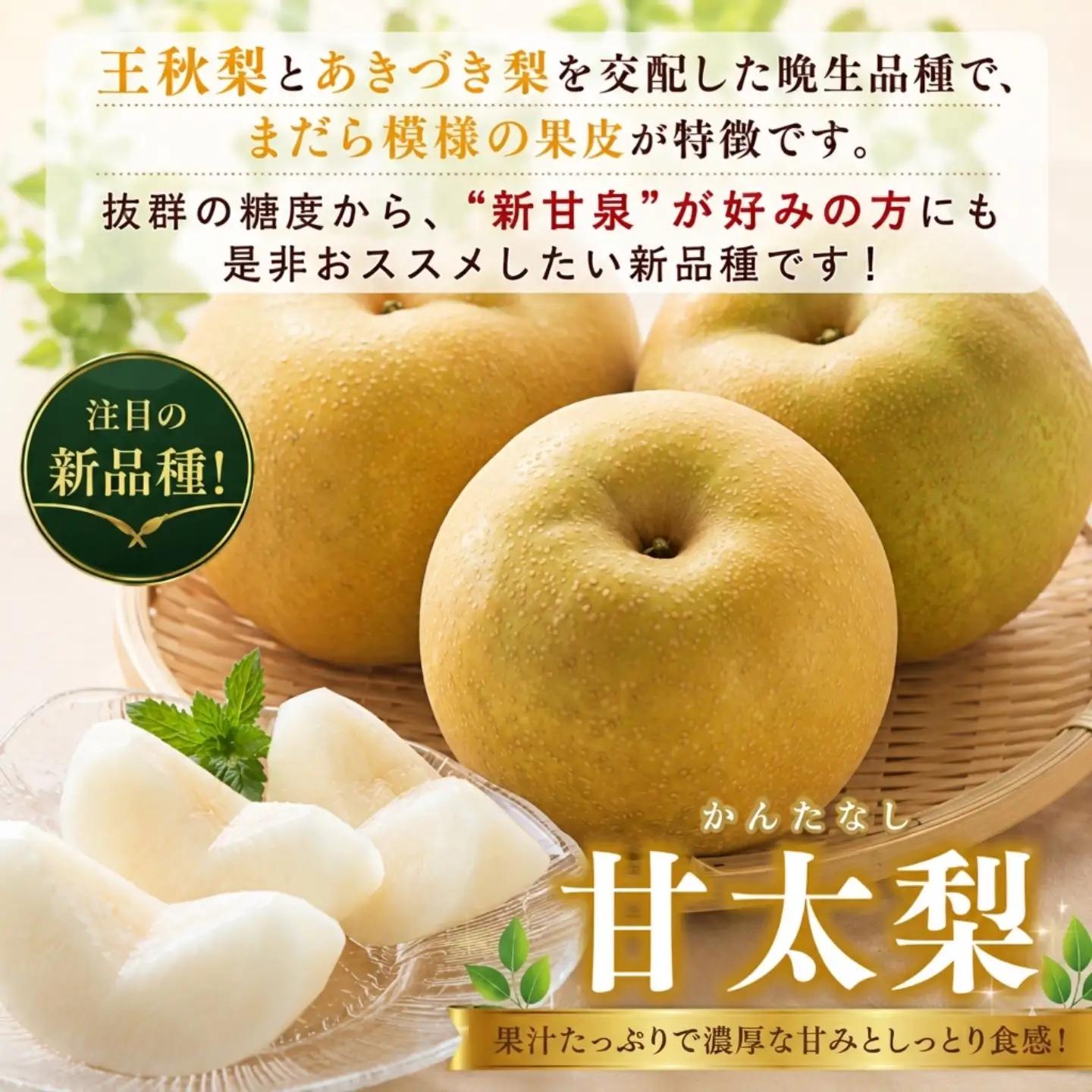 Y1049 八頭町産　梨「甘太梨」5kg【梨 なし ナシ 果物 フルーツ ギフト 先行予約 甘い 果実 果汁 デザート もぎたて 旬 新甘泉好きな方におすすめ】