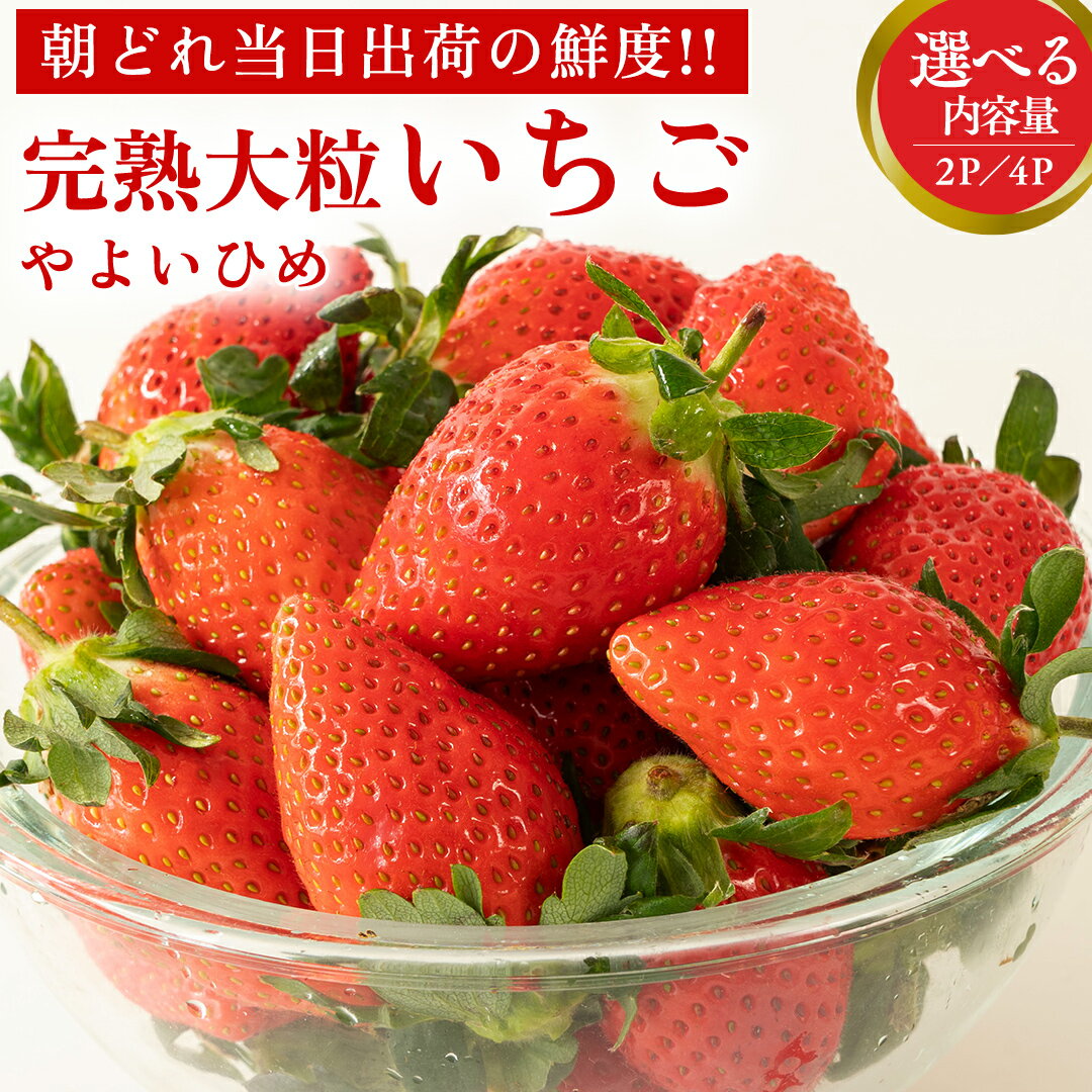 【ふるさと納税】完熟 やよいひめ ( 選べる 内容量 ) 2パック 4パック 先行予約 大粒 イチゴ 苺 いちご フルーツ 果物