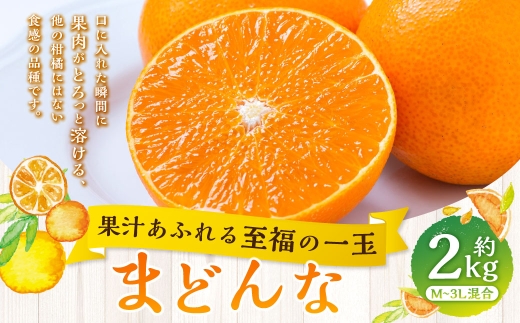 【 果汁あふれる至福の一玉 】 まどんな （ 紅まどんなと同品種 ） 約2kg みかん ミカン 柑橘 柑橘系 柑橘類 くだもの 果物 フルーツ 果実 果汁 果肉 国産 愛媛県産 薄皮 【 2026年11月下旬-2027年1月下旬発送予定 】 ( 1110 )