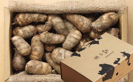 数量限定！伝承野菜『甚五右ヱ門芋（特選）』２ｋｇ　◆SH003-2025