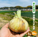 【ふるさと納税】【新たまねぎ】淡路島たまねぎ(5キロ・10キロ)【発送時期：2025年5月頃】