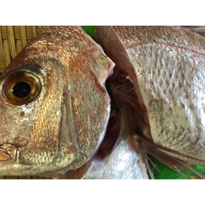 ふるさと納税 八幡浜市 竹中水産の八幡浜発!「天然真鯛〔下処理済)を味わうセット1〜2枚」【D22-276】