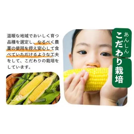 【先行予約2027年1月-5月配送】1番遅くて1番早い⁉ 朝採れプレミアムスイートコーンを皮付きのまま15本お届け！！