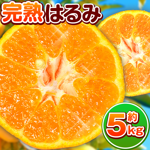 【先行予約】果肉ぷりぷり！ 完熟はるみ 約5kg 株式会社魚鶴商店 《2026年2月中旬～3月中旬頃出荷予定》 和歌山県 日高町 はるみ みかん ミカン 蜜柑 フルーツ 柑橘