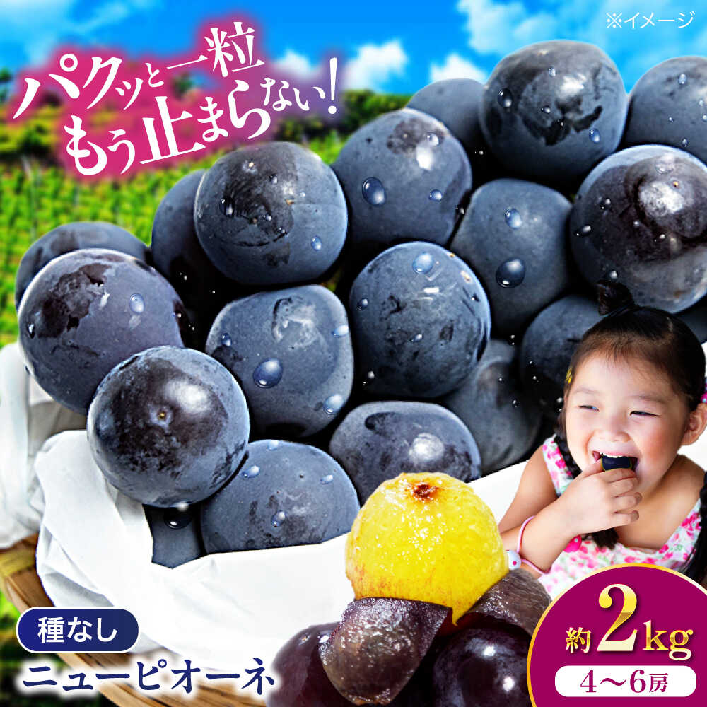 【ふるさと納税】ニューピオーネ 【先行予約】【2026年8月中旬から順次発送】 2kg（4から6房） 種なし 大粒 旬 夏ギフト お中元 愛媛県大洲市/有限会社[AGDB001] ぶどう 葡萄 ピオーネ 物 くだもの フルーツ 新鮮 愛媛県産 大洲市産 おすすめ 人気 お取り寄せ 送料無料
