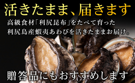 【2024年発送予約】利尻島産 天然活蝦夷あわび 5個＜特特大＞（150g～サイズ）＜福士水産＞