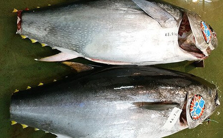 【先行予約】福島町水揚げ本マグロ「海峡まぐろ」赤身(450g) 【 ふるさと納税 人気 おすすめ ランキング 本まぐろ 本マグロ 本鮪 海峡まぐろ 海峡マグロ 海峡鮪 海鮮 天然 赤身 刺身 数量限定