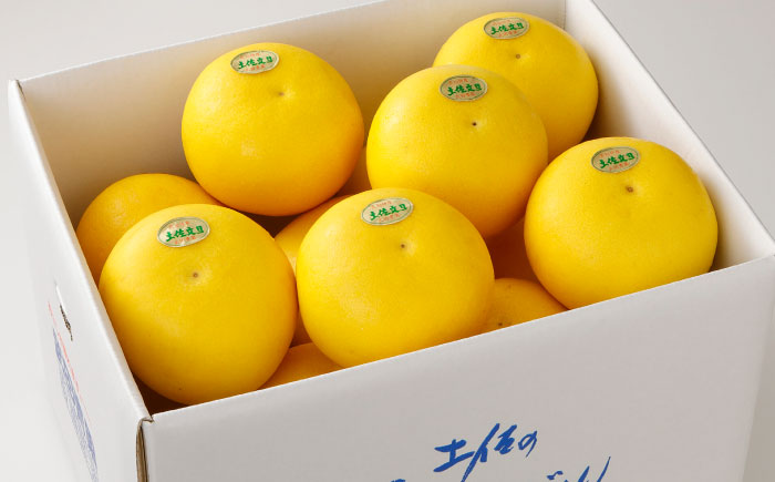 【先行予約】 よりすぐりの土佐文旦 約10kg（2Lサイズ 20玉程度）〈2027年2月初旬〜2027年4月中旬頃発送〉 / 文旦 土佐文旦 10kg 2L 20玉 大玉 柑橘 果物 フルーツ デザー
