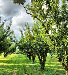 【数量限定】プラム（ゴールド秋姫）１.６ｋｇ　秀品　0106-2507