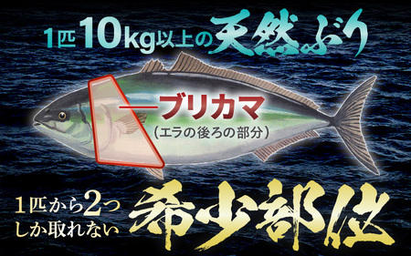 【先行予約】天然 ぶり 特大 ブリカマ (塩焼き用) 約1kg (約500g × 2パック) 美浜町日向産【2026年12月下旬以降順次発送予定】【 ブリカマ 】[m36-a016]