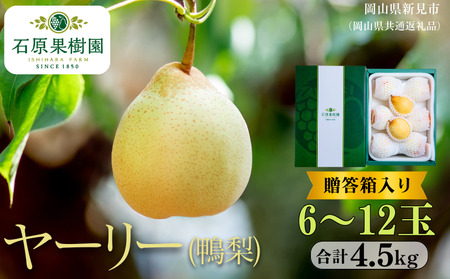 ヤーリー (鴨梨)  4.5kg 贈答箱 6～12玉 【先行予約 2026年11月中旬から順次発送】