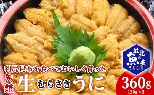 利尻昆布を食べておいしく育った「生むらさきうに」360ｇ