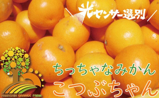 ＼光センサー選別／ちっちゃな有田みかんこつぶみかん約5kg （3S～2Sサイズ混合）有機質肥料100% ※2026年11月～2027年1月に順次発送予定（お届け日指定不可）先行予約 みかん 温州みかん ミカン 小粒【nuk145C】