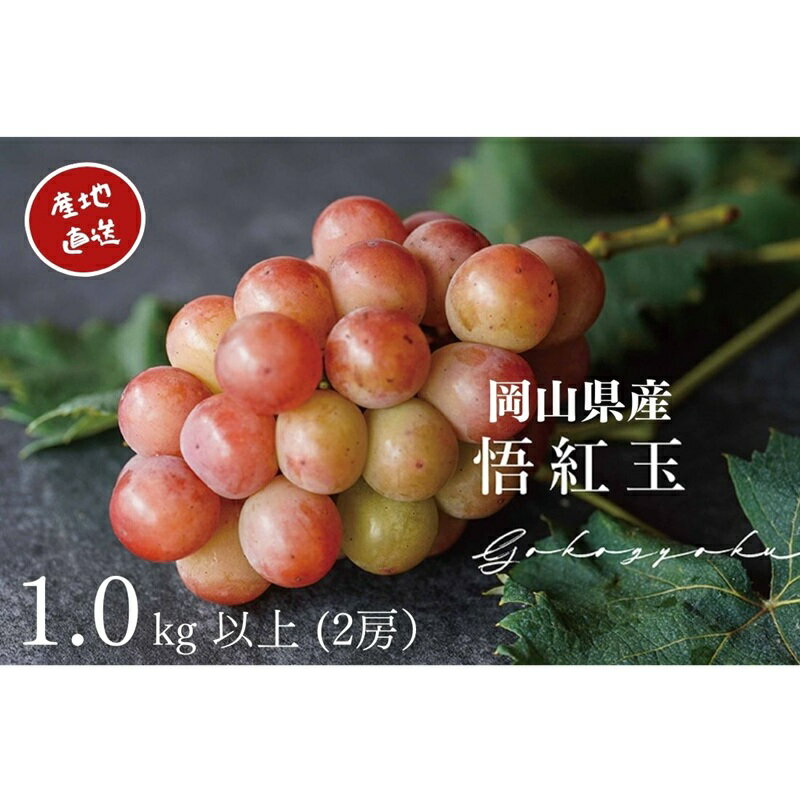 【ふるさと納税】ぶどう 悟紅玉 旧ゴルビー 2房 合計1.0kg以上 産地直送 朝採れ ぶどう 数量限定 人気品種 葡萄 シャイン マスカット 岡山 Kawahara Green Farm 2026年 先行予約 岡山県 瀬戸内市 お届け：2026年8月25日〜2026年9月25日