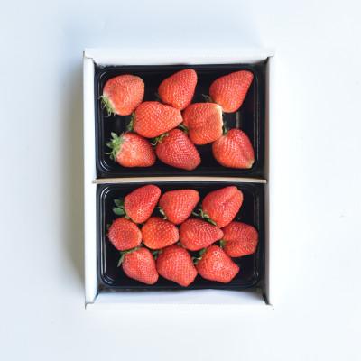 ふるさと納税 山梨市 【発送月固定定期便】採りたて!フルーツ定期便全6回