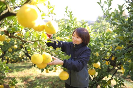 浜田農園 土佐文旦 5kg 家庭用 文旦