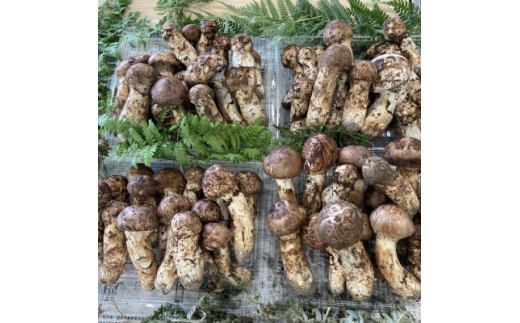 【訳あり・ミックスサイズ】400g　岩手県産　天然松茸【数量・期間限定】【1659415】