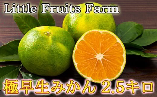 【訳あり品】リトルフルーツファームの極早生みかん 約2.5kg ／ ミカン みかん 蜜柑 柑橘類 訳あり先行予約 10月 2.5kg 温州みかん 極早生 数量限定 フルーツ ＜116-011＞