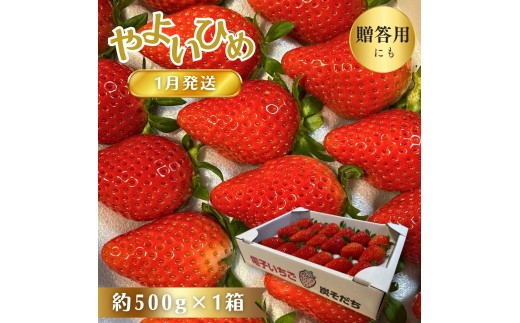 【1月発送】 やよいひめ 贈答用 いちご 電子いちご イチゴ 鈴木いちご園 酒々井町 炭そだち やよい姫 約 500g × １箱 ギフト 完熟いちご 完熟イチゴ