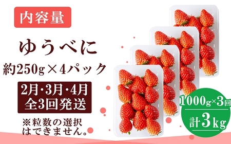 定期便(全3回)【先行予約】農家直送 南関町産いちご(ゆうべに) 計1kg 4パック×3 家庭用 2月・3月・4月の３回発送 Sから3Lまで混在