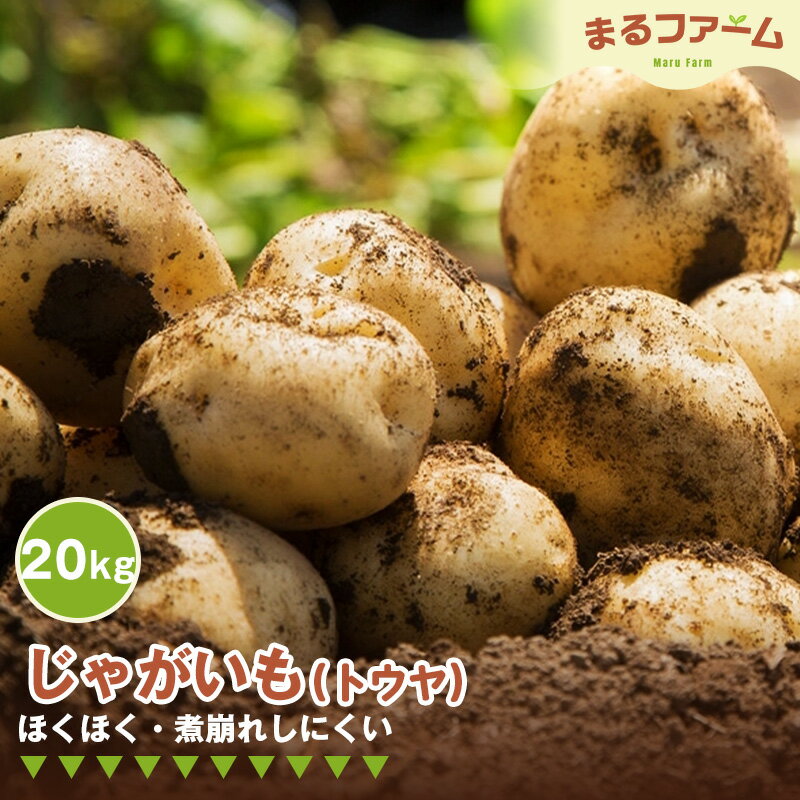 【ふるさと納税】ジャガイモ（トウヤ） 20kg ／ じゃがいも トウヤ 国産 新鮮 野菜 大容量 たっぷり 常備野菜 料理 煮込み カレー シチュー 煮崩れしにくい ホクホク 食感 日常使い 送料無料 千葉県 特産 No.384