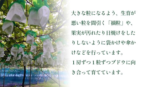【令和7年産先行予約】シャインマスカット　約2kg (3～4房)　重ちゃん農園