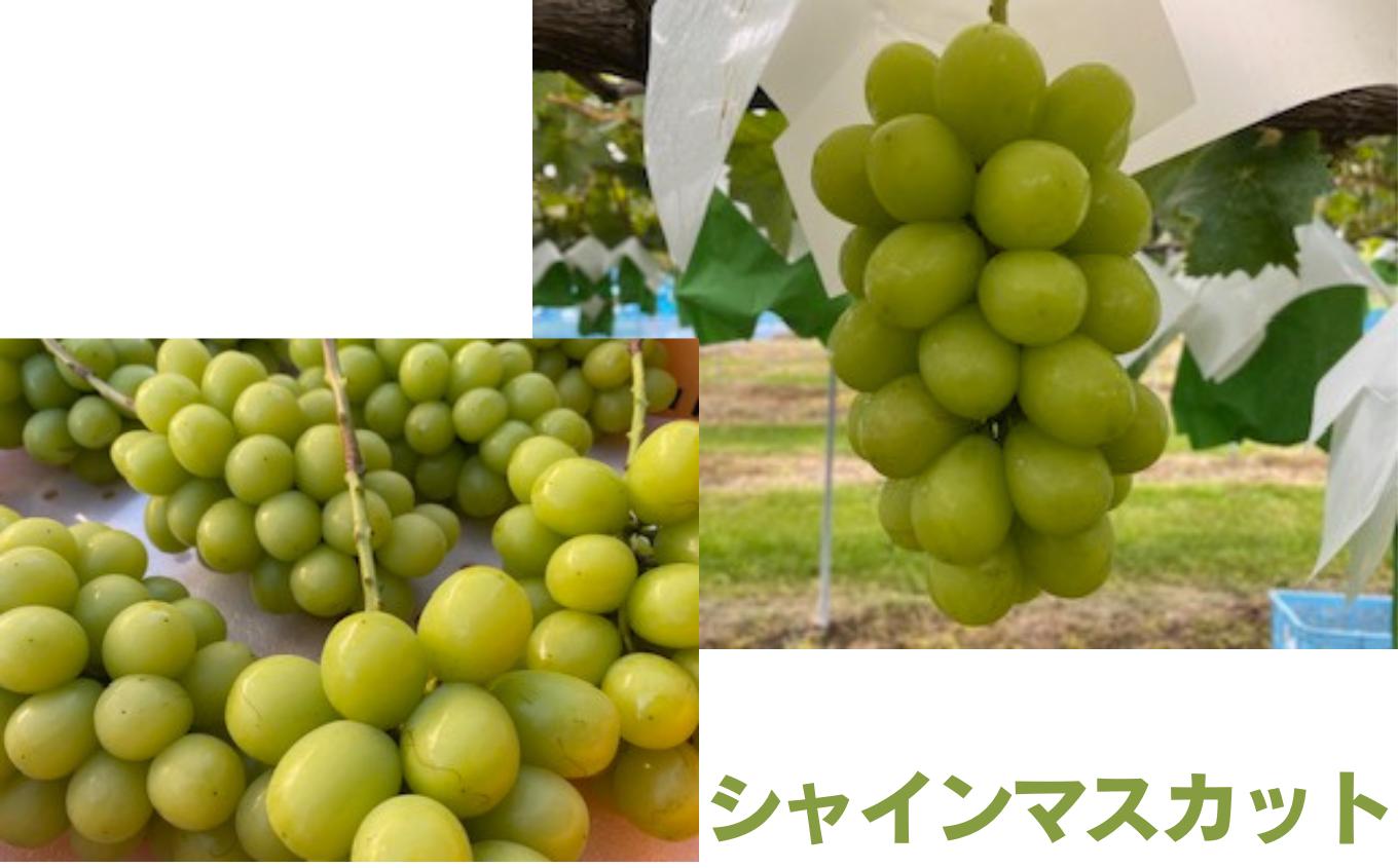 
            信州伊那産ぶどう　シャインマスカット（1.5kg）｜ぶどう 葡萄  シャインマスカット 種なし ぶどうフルーツ ギフト フルーツ 旬のフルーツ 伊那市 長野県産 【015-42】
          
