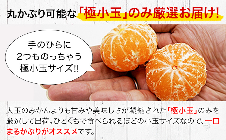 先行予約 ベビーみかん 4kg 旬 小玉 みかん《9月下旬-12月下旬頃出荷》熊本県 南関町 ご家庭用 熊本県産 S-3Sサイズ フルーツ 柑橘 温州みかん 早生 中生 晩生 ジュース ゼリー 訳あり