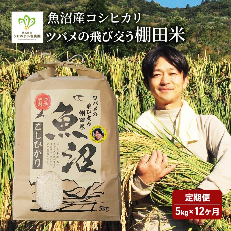 
                  [№5762-0585]米 定期便 12ヶ月 ツバメの飛び交う 棚田米 5kg コシヒカリ 精米 白米 お米 魚沼産コシヒカリ 新潟米 新潟 魚沼市 定期 12回
                
