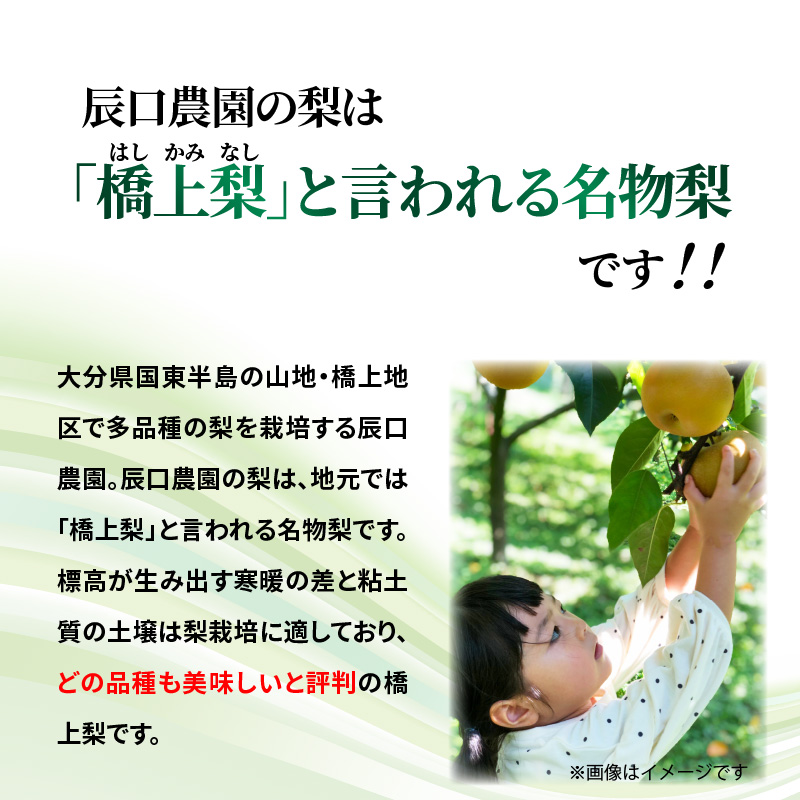 【先行予約】令和8年発送 /辰口農園の橋上梨約5kg(品種:愛宕)_1303R
