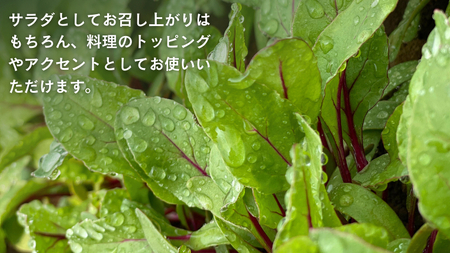 黒澤農園 の ベビーリーフサラダ （ 80g × 4パック ）ファミリーサイズ ベビーリーフ サラダ 生野菜 食べやすい 若葉 ファミリー 旬 新鮮 国産 彩り 大容量