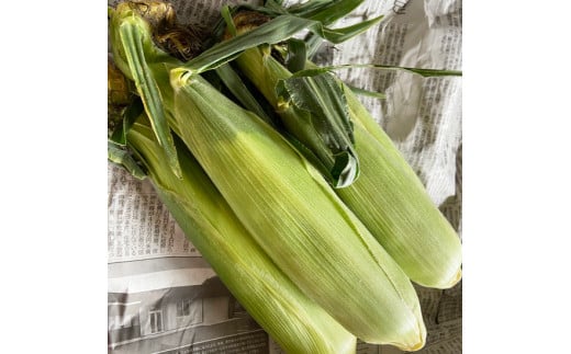 シャキッ☆とジューシー！お日様をい～っぱい浴びた栃木の とうもろこし 3本【少量お試し】 ｜ トウモロコシ 産地直送　※2023年6月～7月頃より順次発送予定