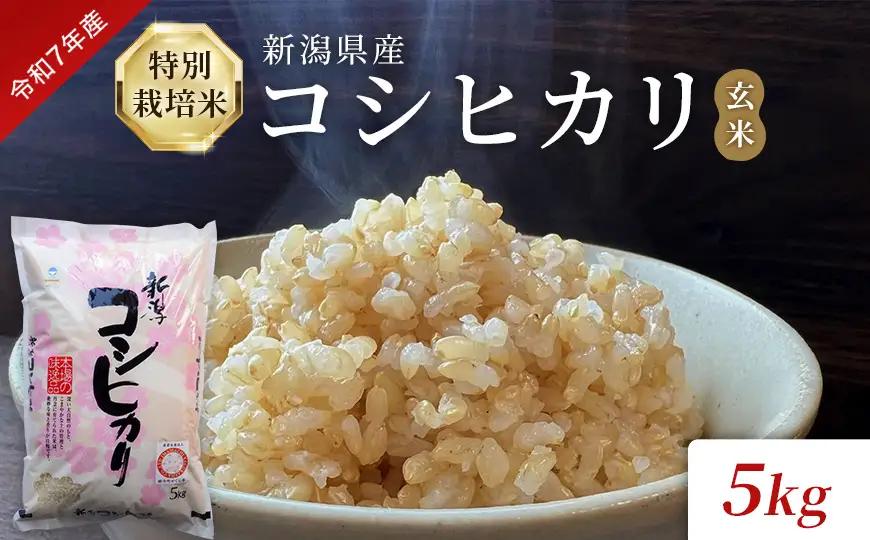 米 令和7年産 特別栽培米 新潟県産コシヒカリ（玄米）5kg