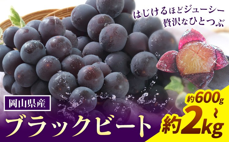 
                  【2026年先行予約】岡山県産 ぶどう ブラックビート 選べる 計 600g 700g 800g 1kg 1.2kg 1.5kg 2kg 株式会社 はちや《2026年8月上旬-9月上旬頃出荷》岡山 国産 葡萄 フルーツ 果物 岡山県 浅口市 フルーツ 果物【配送不可地域あり】
                