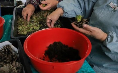 【観葉植物】ミニ観賞用植物 いぶすき松びっくり2個(ほーぷ/A-304) インテリア おうちに観葉植物