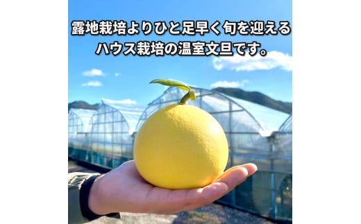 ＜土佐文旦の藤岡＞訳あり 温室土佐文旦 家庭用 5kg (8～12玉）文旦 ぶんたん ブンタン 土佐文旦 ハウス栽培 甘い 柑橘 フルーツ 果物 ご当地 産地直送 お取り寄せ 5キロ  土佐 高知