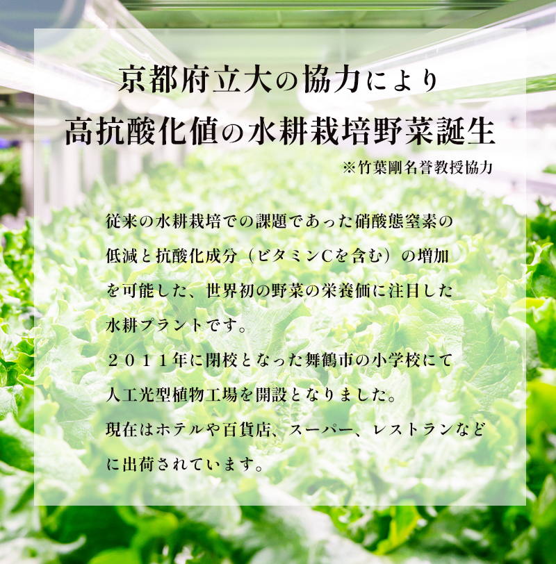 みらい乃野菜 はんなりレタス 12袋 720g レタス 袋入 水耕栽培 野菜 れたす 葉物 サラダ 高抗酸化値 低硝酸態窒素 小分け 小袋 そのまま 食べれる 健康 身体にやさしい お試し 贈答 熨斗