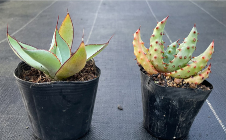 アガベ グアダラハラナ ＆ アロエ マルロシー 各1株 Agave guadalajarana ＆ Aloe marlothii&nbsp;長与町/アグリューム[EAI201]