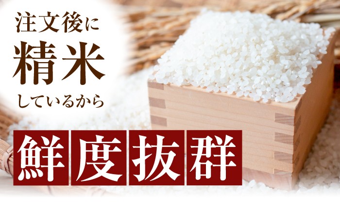 令和7年産 はるみ米 10kg 10kg×1袋 神奈川県 令和7年度産 米 おこめ お米 白米 こめ ライス rice kome