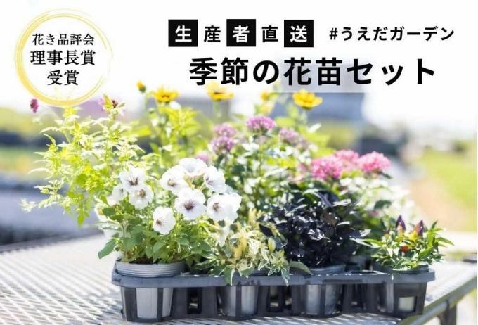 【マイナビ限定価格】花 季節の花苗 セット 花き品評会理事長賞受賞 花苗 生産者直送 庭 ガーデニング 花壇 苗 苗木 花の苗 花の苗物 配送不可：北海道・沖縄・離島