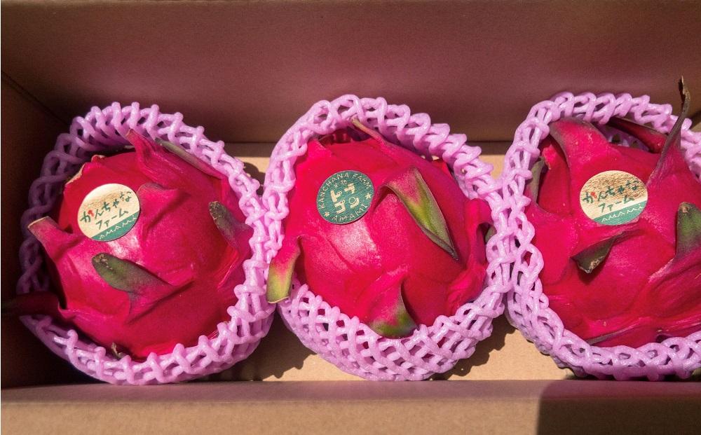 奄美産 食べごろ樹上完熟『赤蜜ドラゴンフルーツ』1kg×2箱セット＜北海道・沖縄県配送不可＞