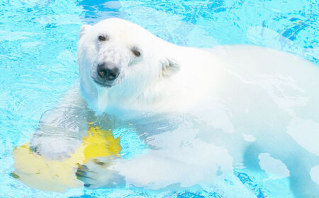 入場券 とべ動物園 年間パスポート 1枚 動物園 体験 観光 BJCA002