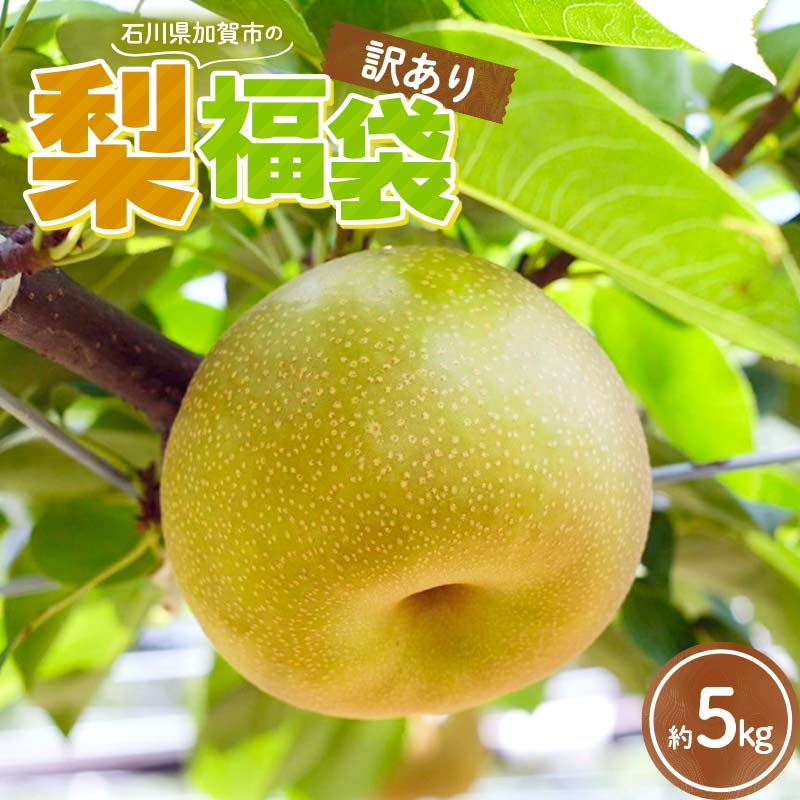 【ふるさと納税】＼期間限定寄附額／【2026年先行予約】【訳あり】梨 福袋 5kg 旬の品種を1品種お届け くだもの 果物 フルーツ ご当地 食品 新水 なつしずく 幸水 豊水 あきづき 新高 新興 愛宕 期間限定フェスタ 楽天限定 F6P-3337